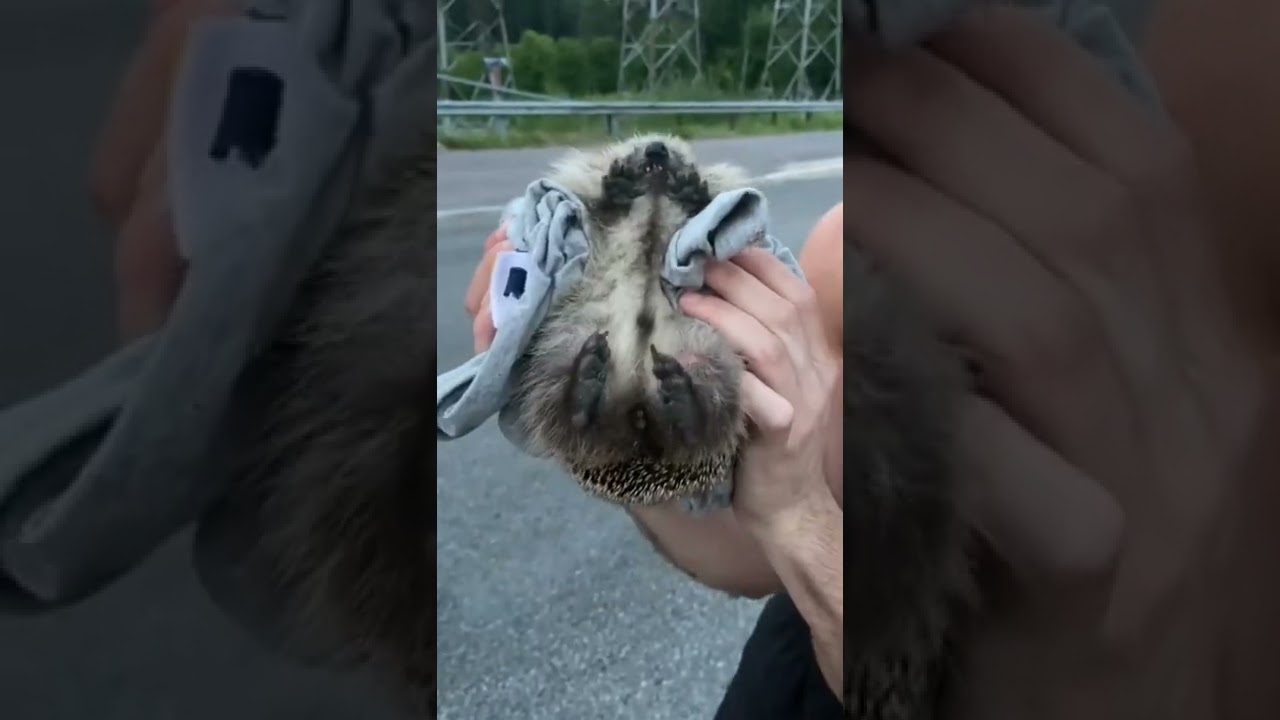 SALVANDO la vida a ANIMALES en Finlandia 🇫🇮🦔