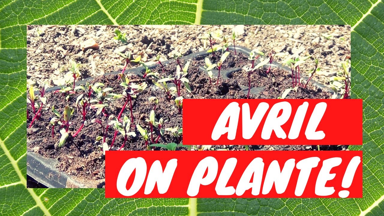 5/ Plantation de jeunes plants sans travail du sol en Avril