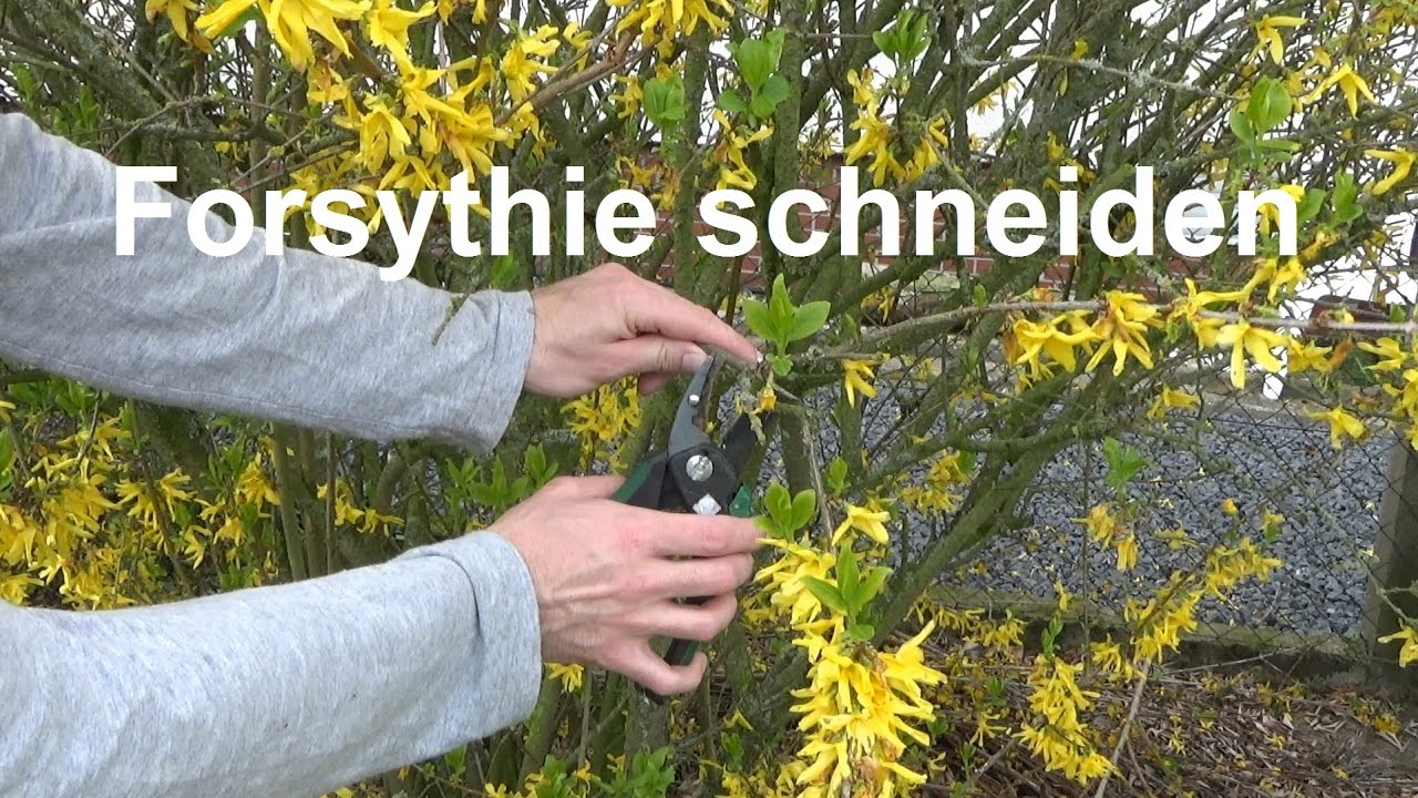 Forsythie schneiden nach der Bl&uuml;te wie schneide ich eine Forsythie