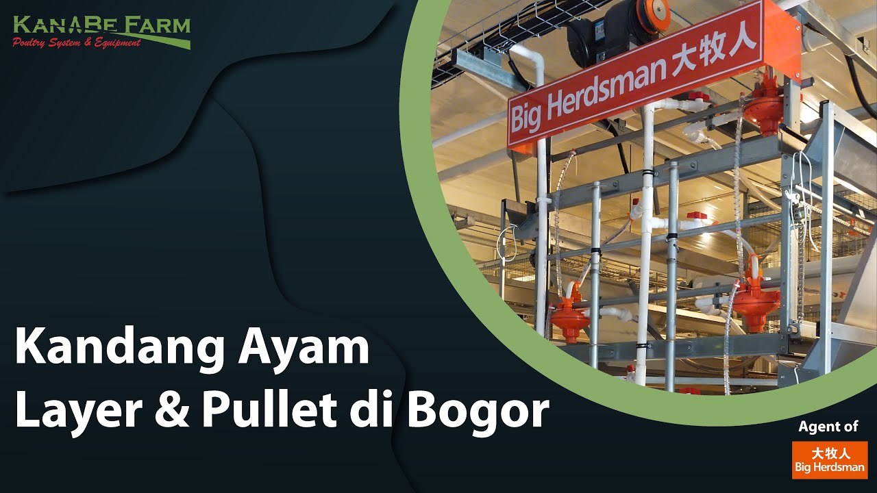 Kandang Ayam Layer Big Herdsman di Bogor