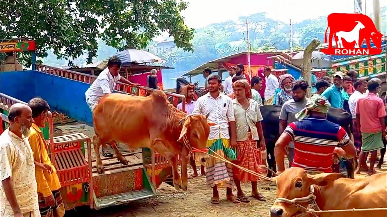 cow unloading, cow videos, cow video, big cow, goru hamba cow Ep - 294 @Rohanbd1