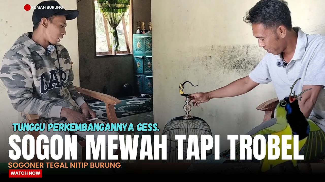 DATANG JAUH DARI TEGAL BAWA SOGON MEWAH TAPI TROBEL (Kita lihat Perkembangan di konten selanjutnya)