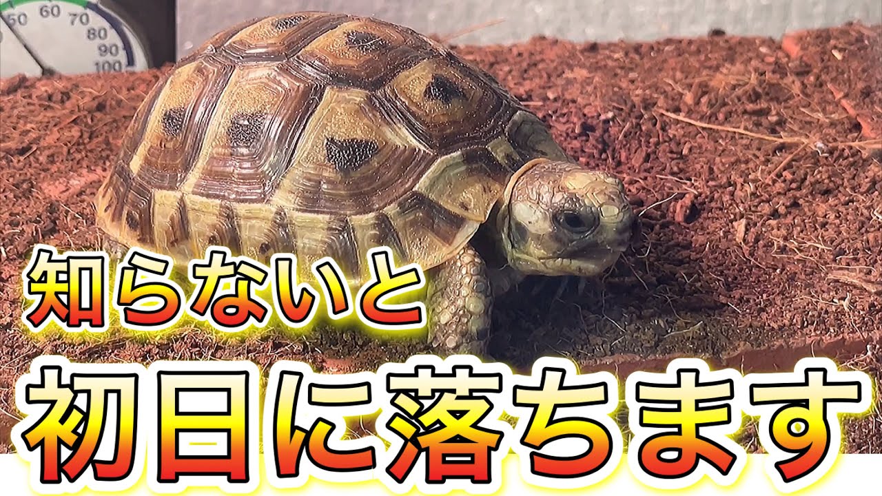 【ギリシャリクガメ】飼育10 これを知らないと初日に落ちます