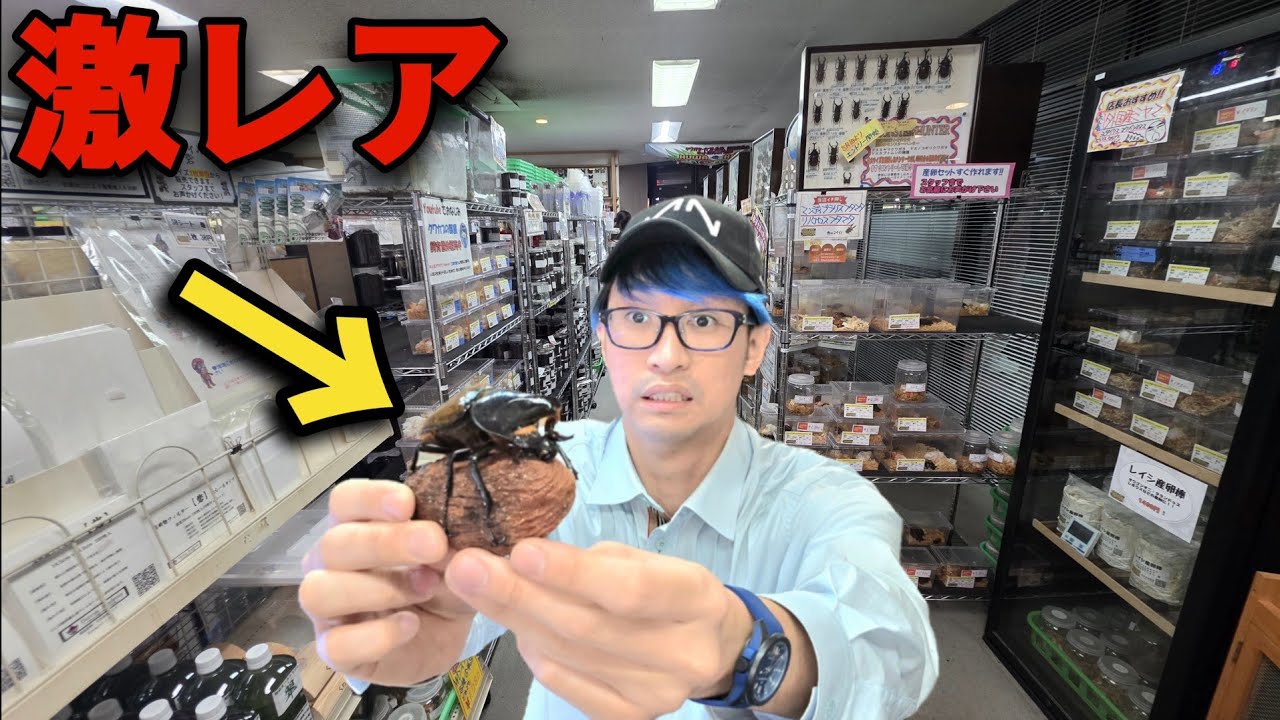 愛知の昆虫ショップに1年半振りにお邪魔したらヤバい数の生体で溢れてた