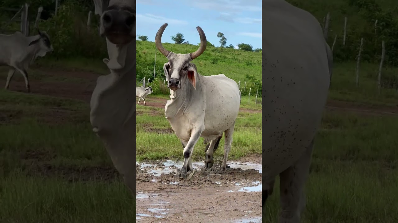 VACA DE QUALIDADE GENÉTICA 