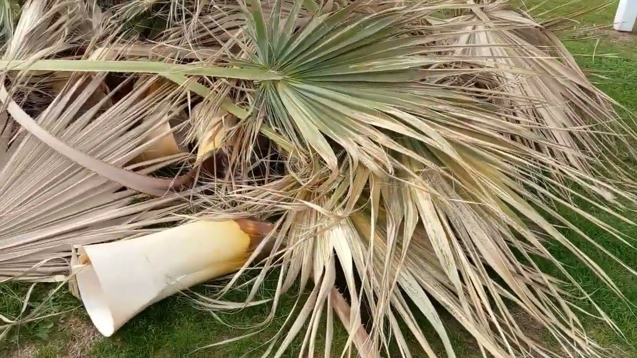 Чистка пальм от старых листьев                                   Cleaning palm trees from old leaves