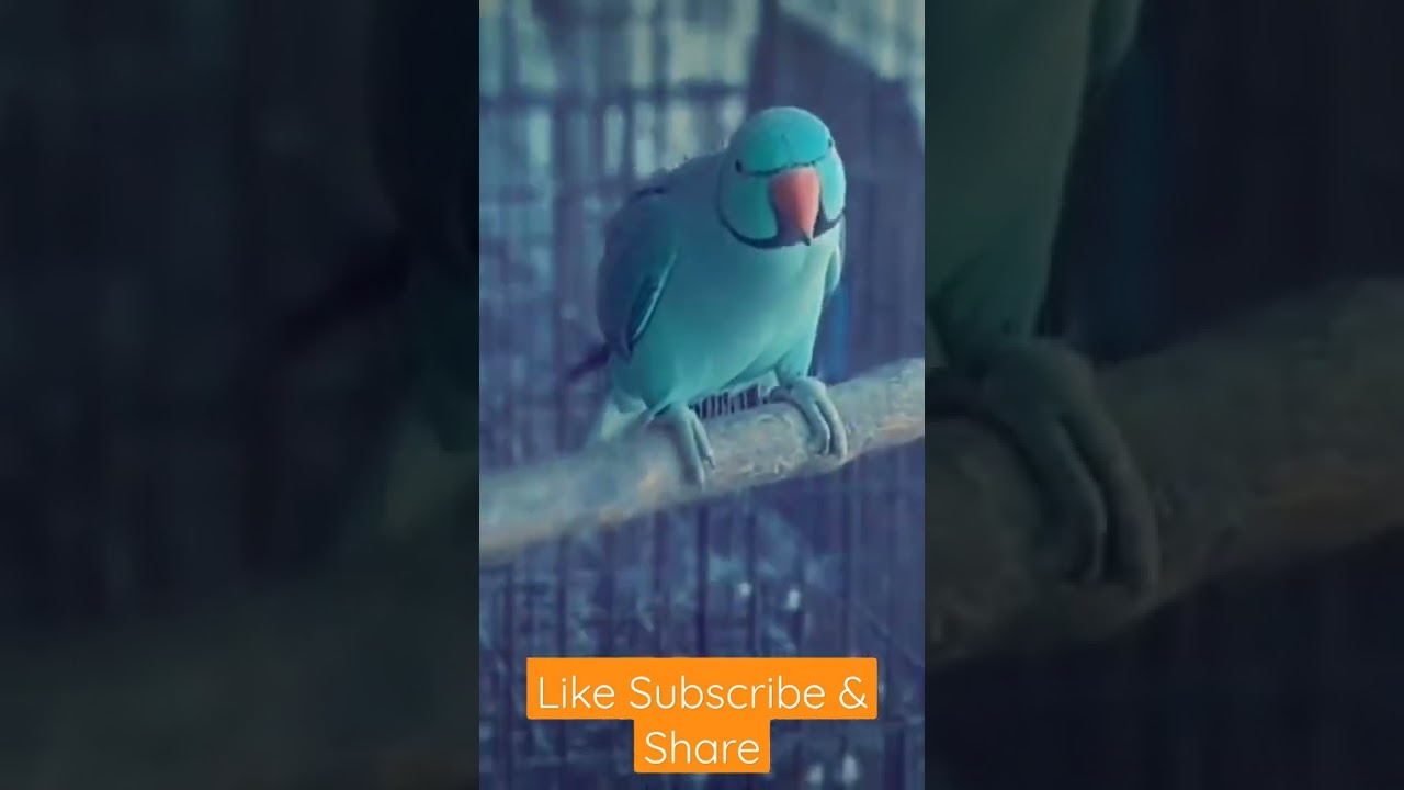 Doobaa ba bubba ddooo