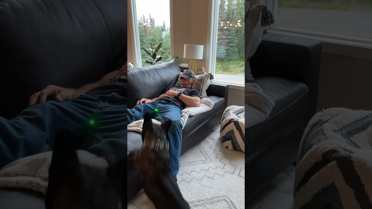 Laser guided fur missile 🤣 #funny #prank #laser #dog #alaskaelevated #viral #couples #comedy