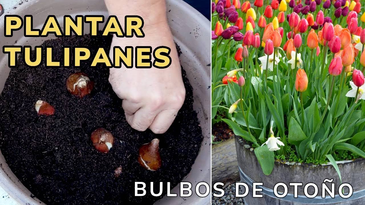 PLANTAR TULIPANES: C&oacute;mo y cuando plantar bulbos en maceta // Jardinatis