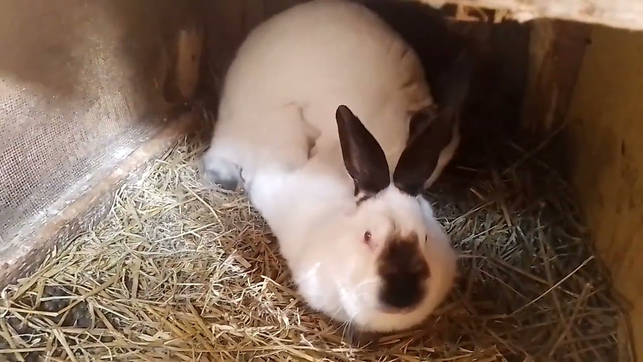 Împerechere iepuri Californieni și Albaștri Vienezi