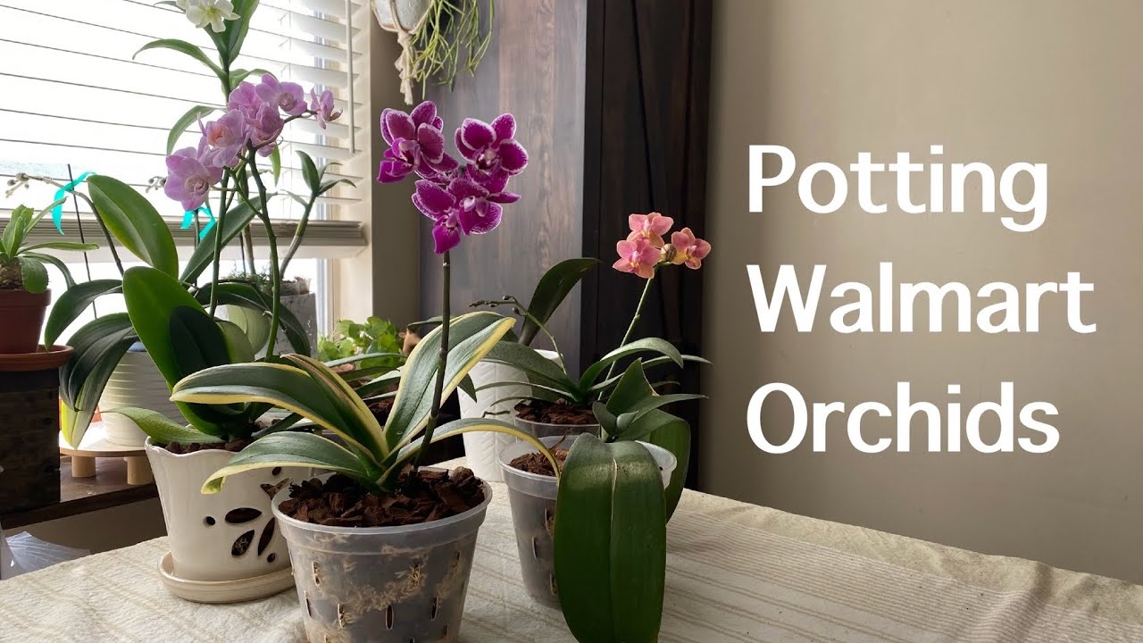 Potting Up Walmart Clearance Orchids!