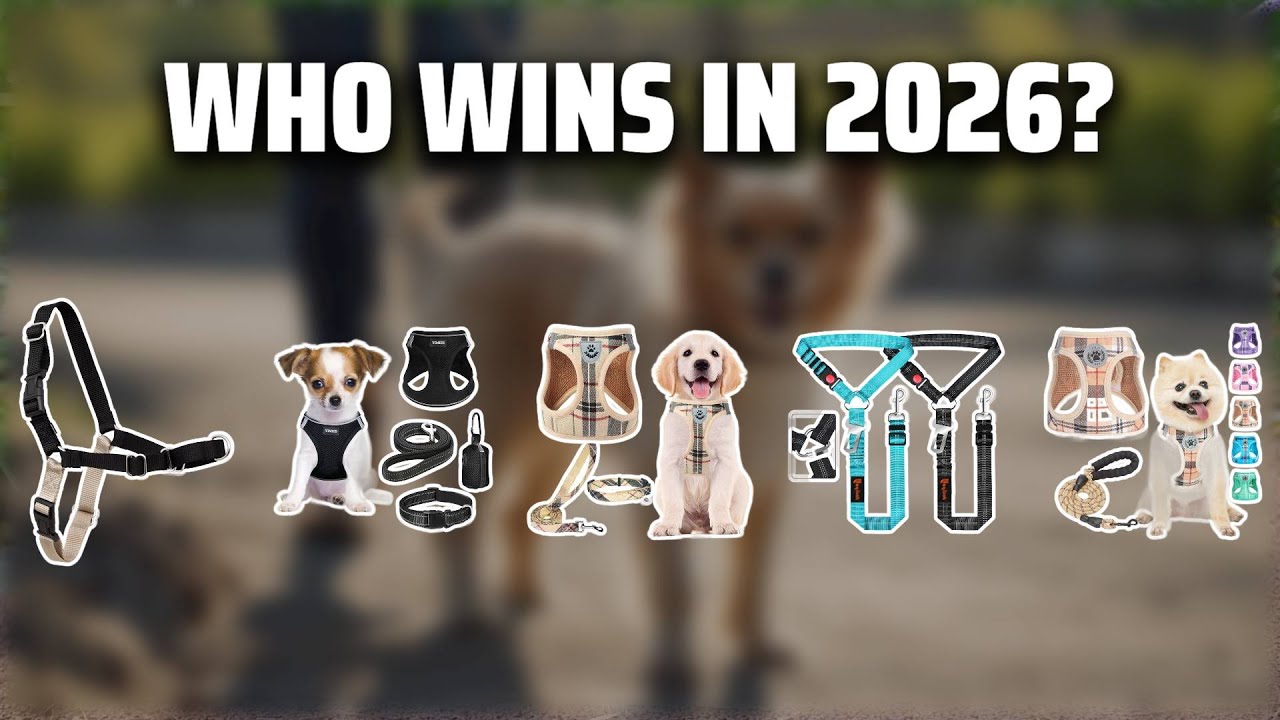 The Top 5 Best Small Dog Harness in 2026 - Must Watch Before Buying!