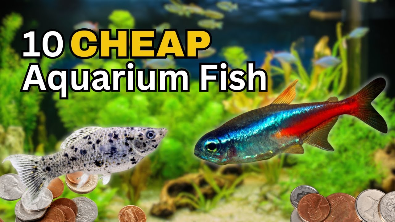Top 10 BEST Cheap Aquarium Fish