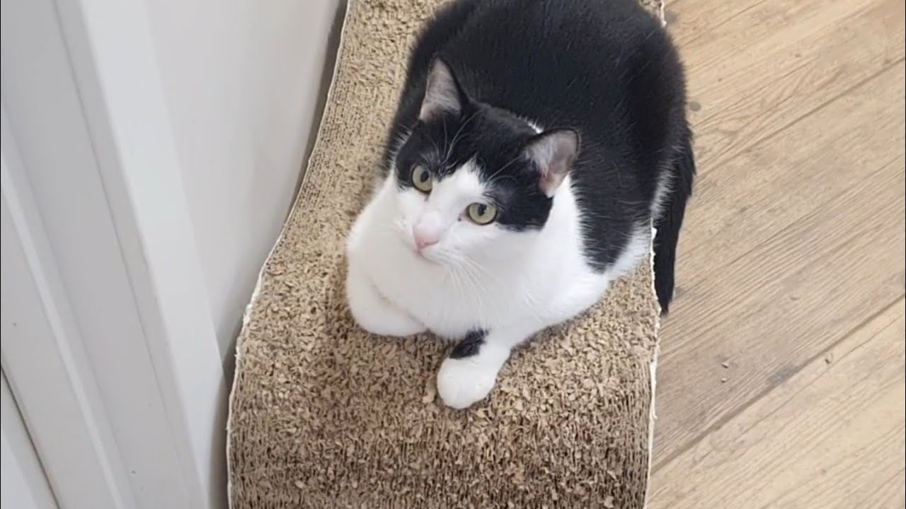 Котикам відмовлено допомогти шити  штори 🐈‍⬛🐈🪡 🧵