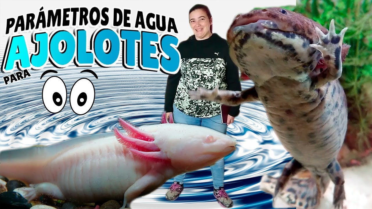 Parámetros de agua para AJOLOTES 💧💦(Axolote Mexicano) axolotl
