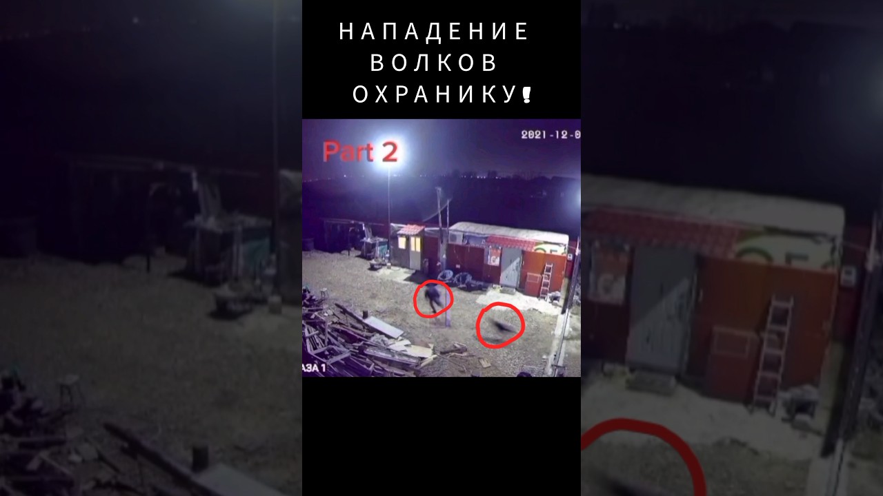 Нападение волк охотники #wolf #волка #охота #max #казахстан #hunting #каскыр