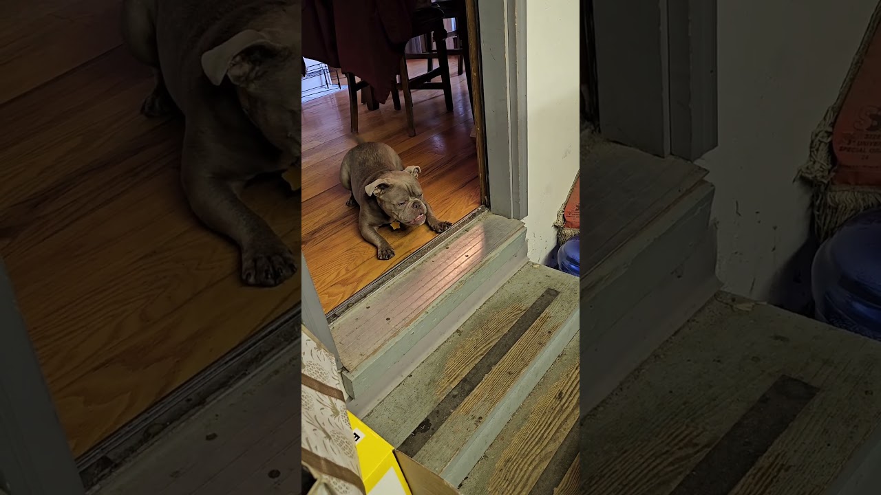 Stanley is afraid to go down the stairs. #pocketbully