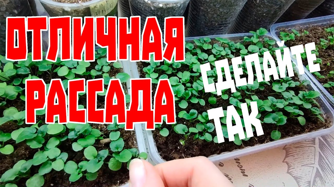 Сделайте это, и вашу рассаду будет не узнать!