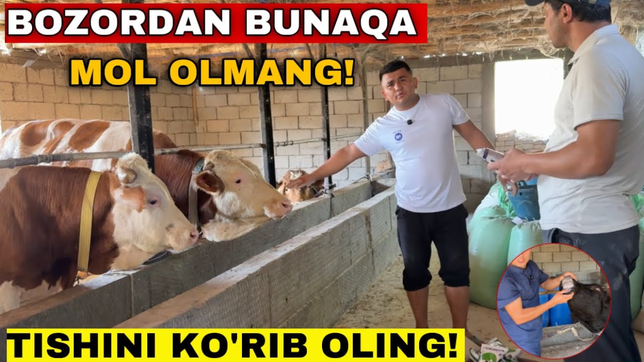 Мол Бокишда Хакикий Фойда Бузокда Ёки Букада? Мол олишдан олдин Куринг! #2025 #молбокиш #молбозор 