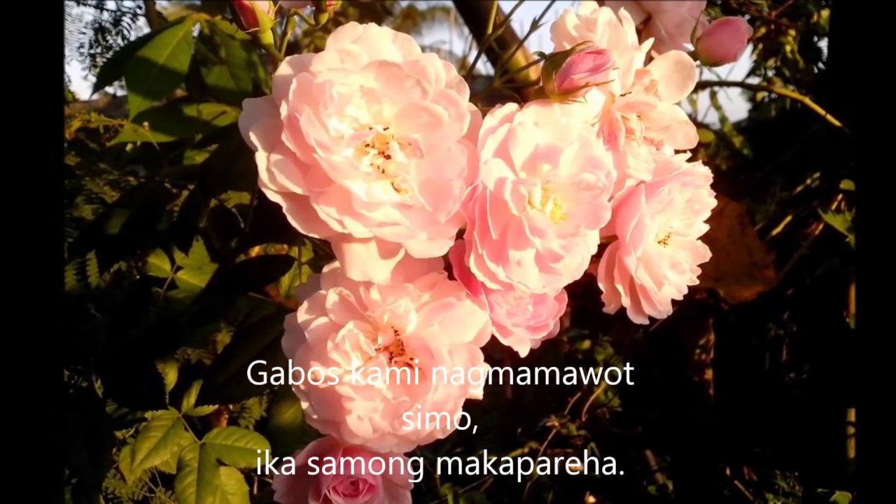 BICOL SONG: IKA AN BURAK CHA CHA MEDLEY