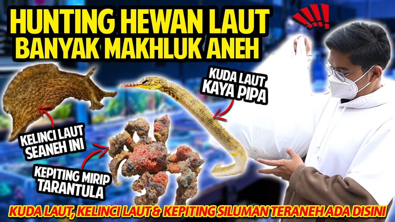 HUNTING BUAT HEWAN LAUT BUAT DI NANO TANK MALAH NEMU MAKHLUK ANEH! BUNGKUS SEMUA HEWAN YANG AKU SUKA