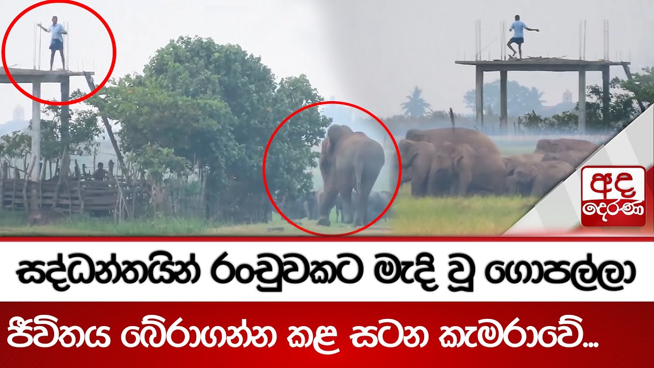 සද්ධන්තයින් රංචුවකට මැදි වූ ගොපල්ලා ජීවිතය බේරාගන්න කළ සටන කැමරාවේ...