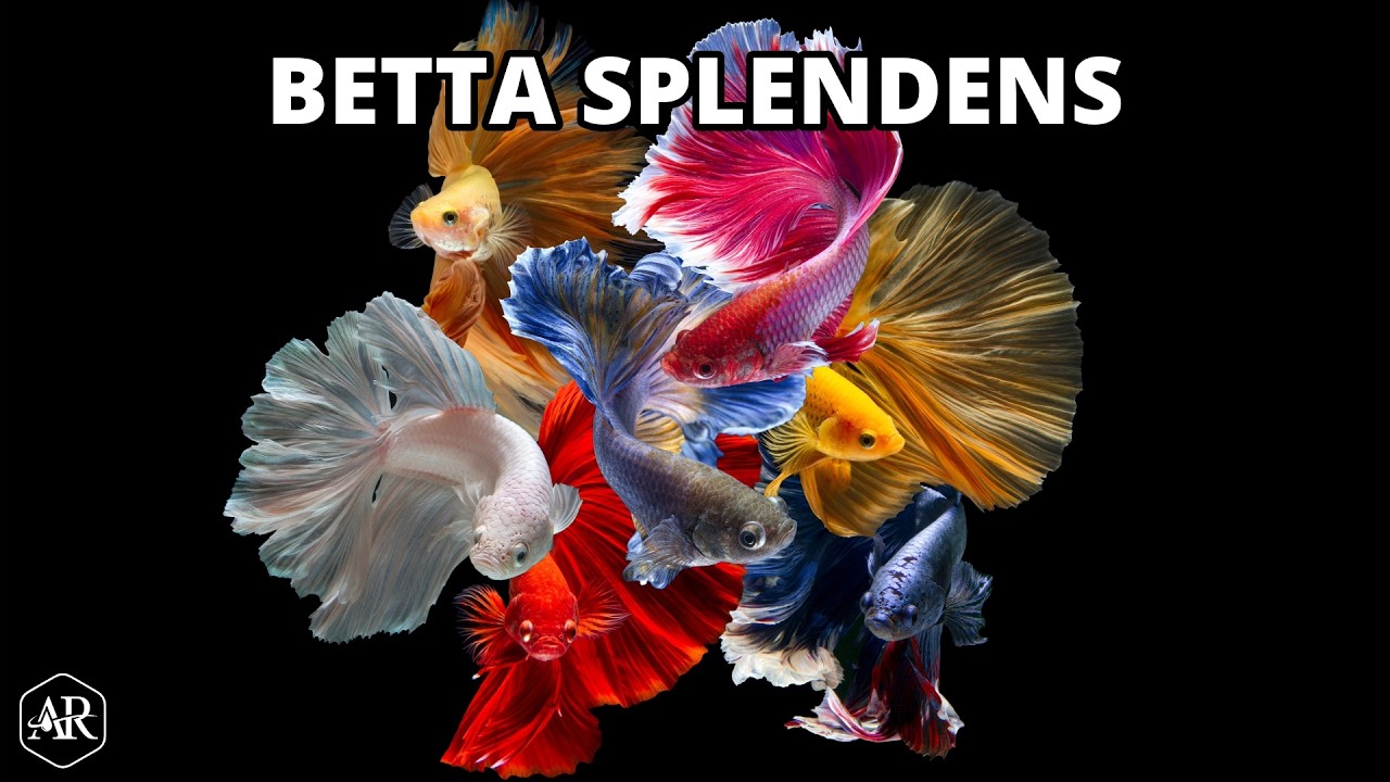 Betta splendens  ✔