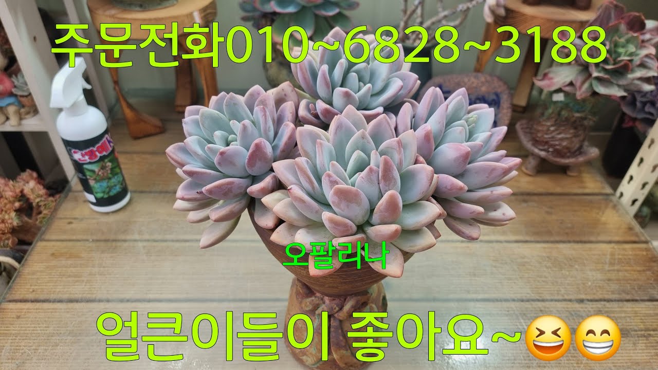 (26.3.14.토)보라돌이 오팔리나~😆😁