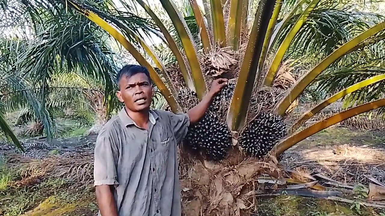 CARA PRUNING YG MULAI DI TERAPKAN PETANI SAWIT AGAR PUPUK TIDAK BAYAK SIA2