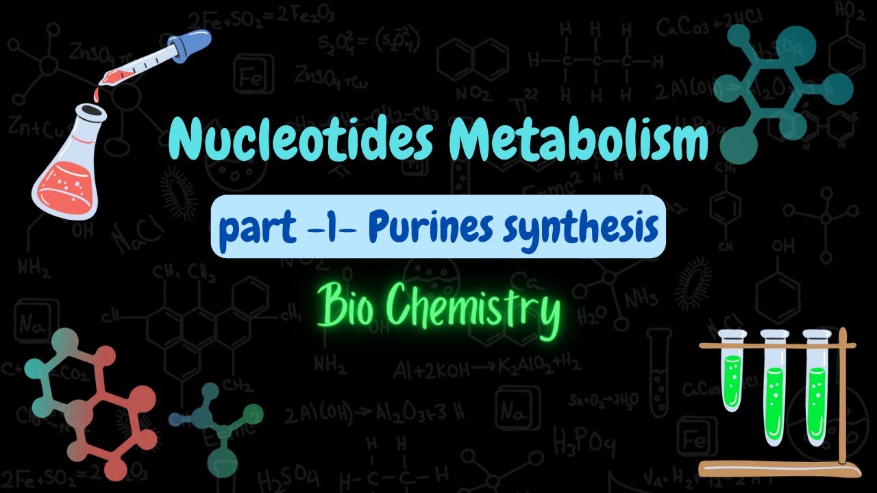 Nucleotides metabolism | Purines synthesis | اصطناع النكليوتيدات البورينية  شرح بالعربي