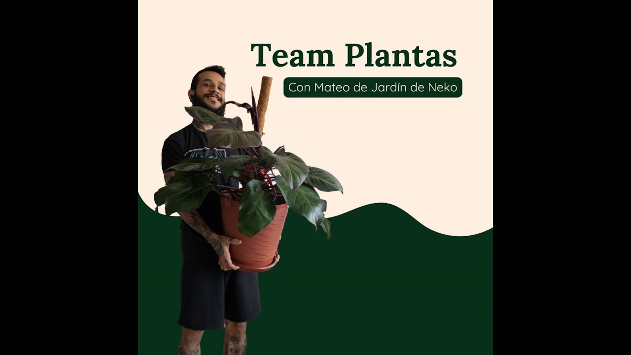 ¿Por qué tus plantas mueren?