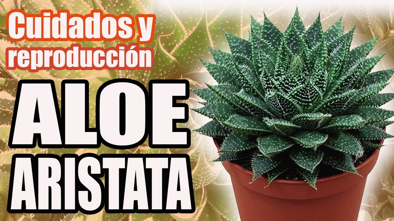 CUIDADO Y REPRODUCCION DE LA PLANTA ANTORCHA - El jardín de Monii