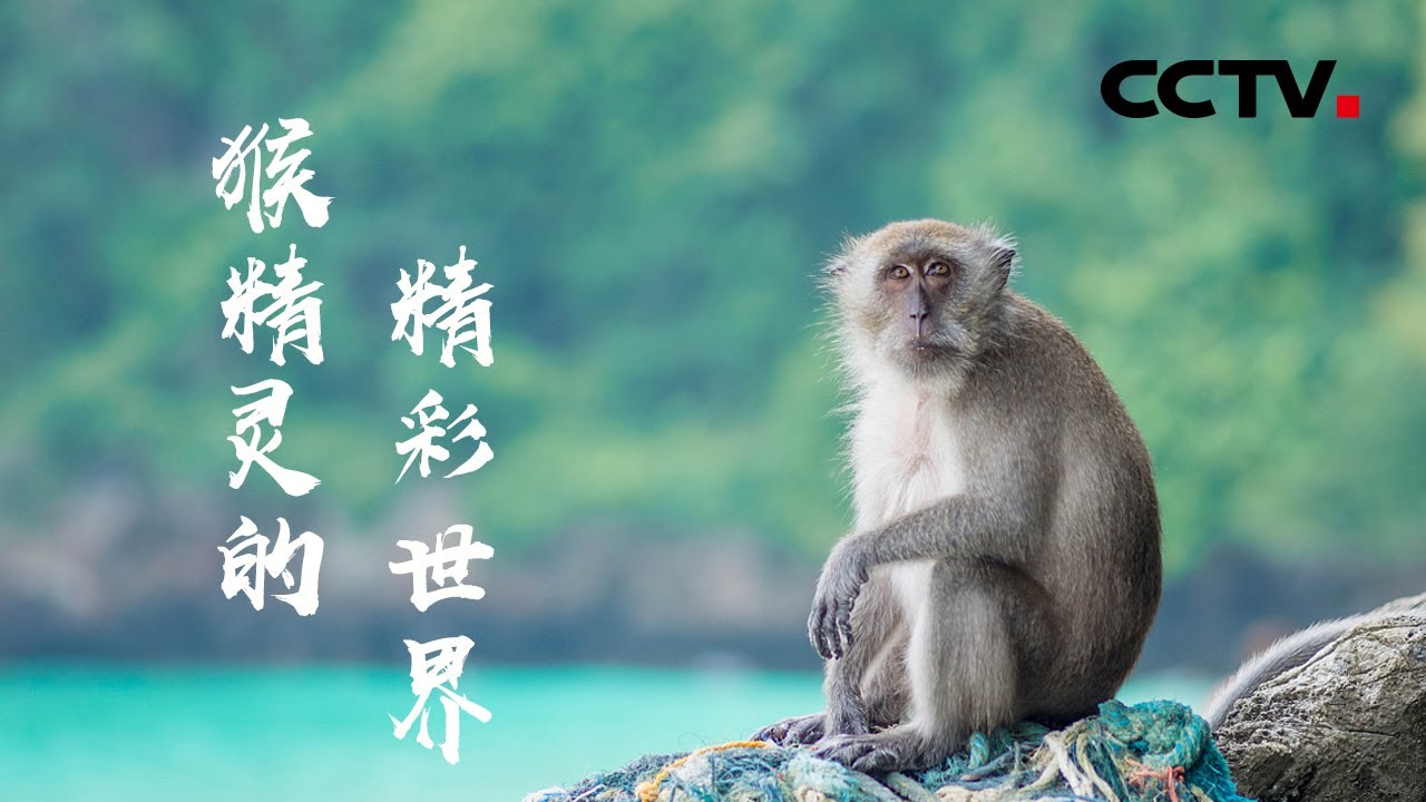 “猴眼看猴”！看“齐天大圣”们如何称王争霸猴群【CCTV纪录】