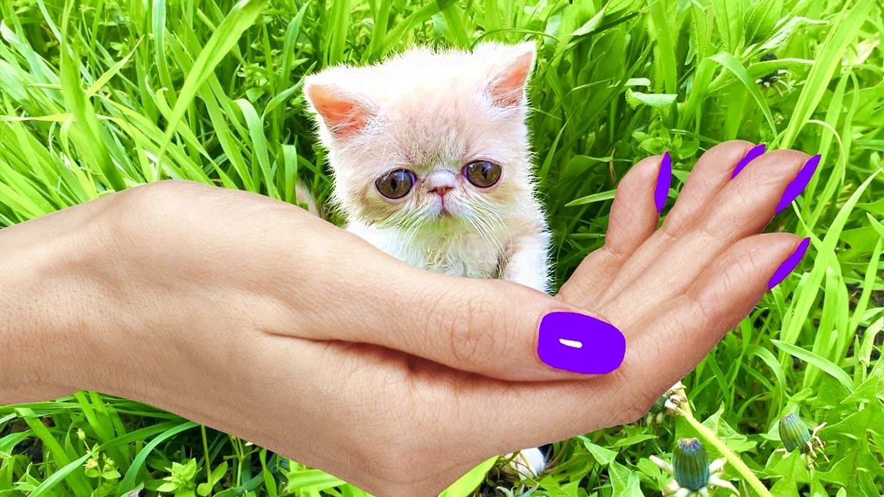 Самый Маленький спасенный КОТЕНОК нашел Новый Дом! Делаем новый домик для Кошки