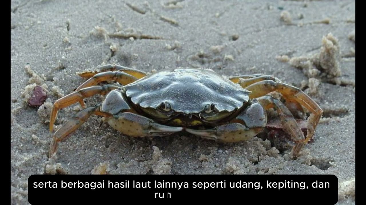 POTENSI SUMBER DAYA PESISIR DAN KEPULAUAN PROVINSI PAPUA BARAT