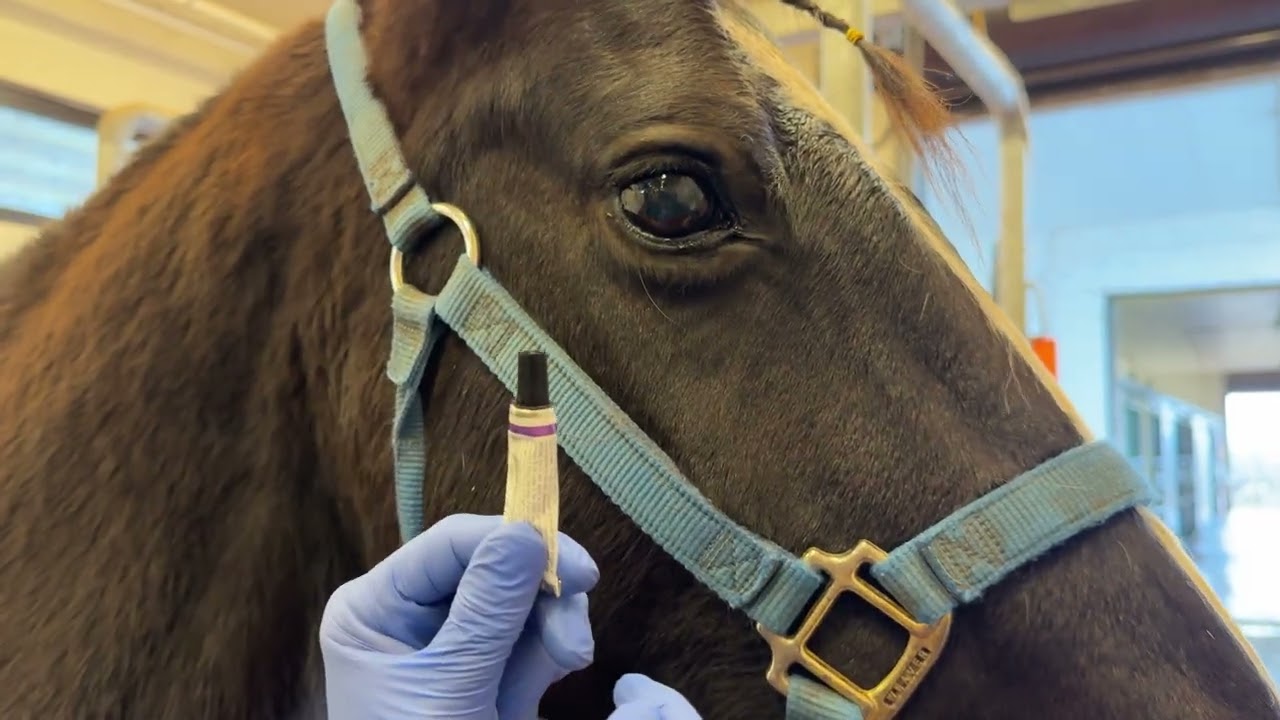 Application of Equine Ophthalmic Ointment