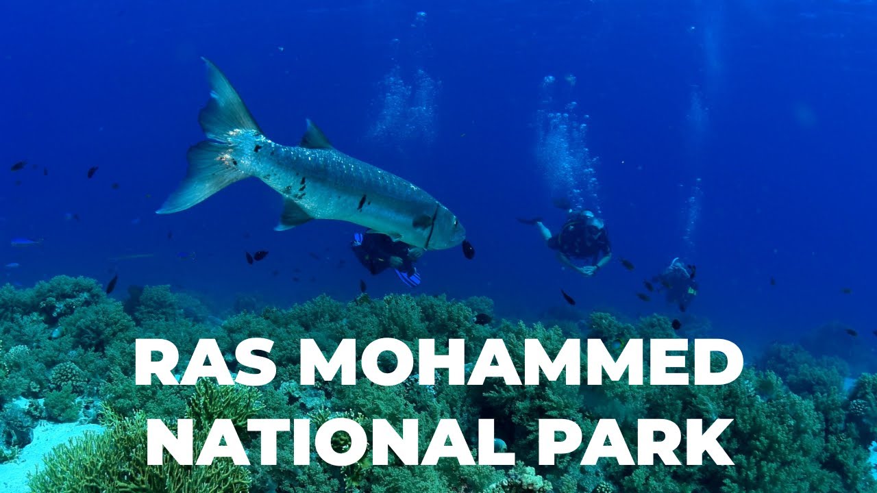 Scuba Diving with Reef Oasis Dive Club in Ras Mohammed National Park, Sharm EL Sheikh Egypt