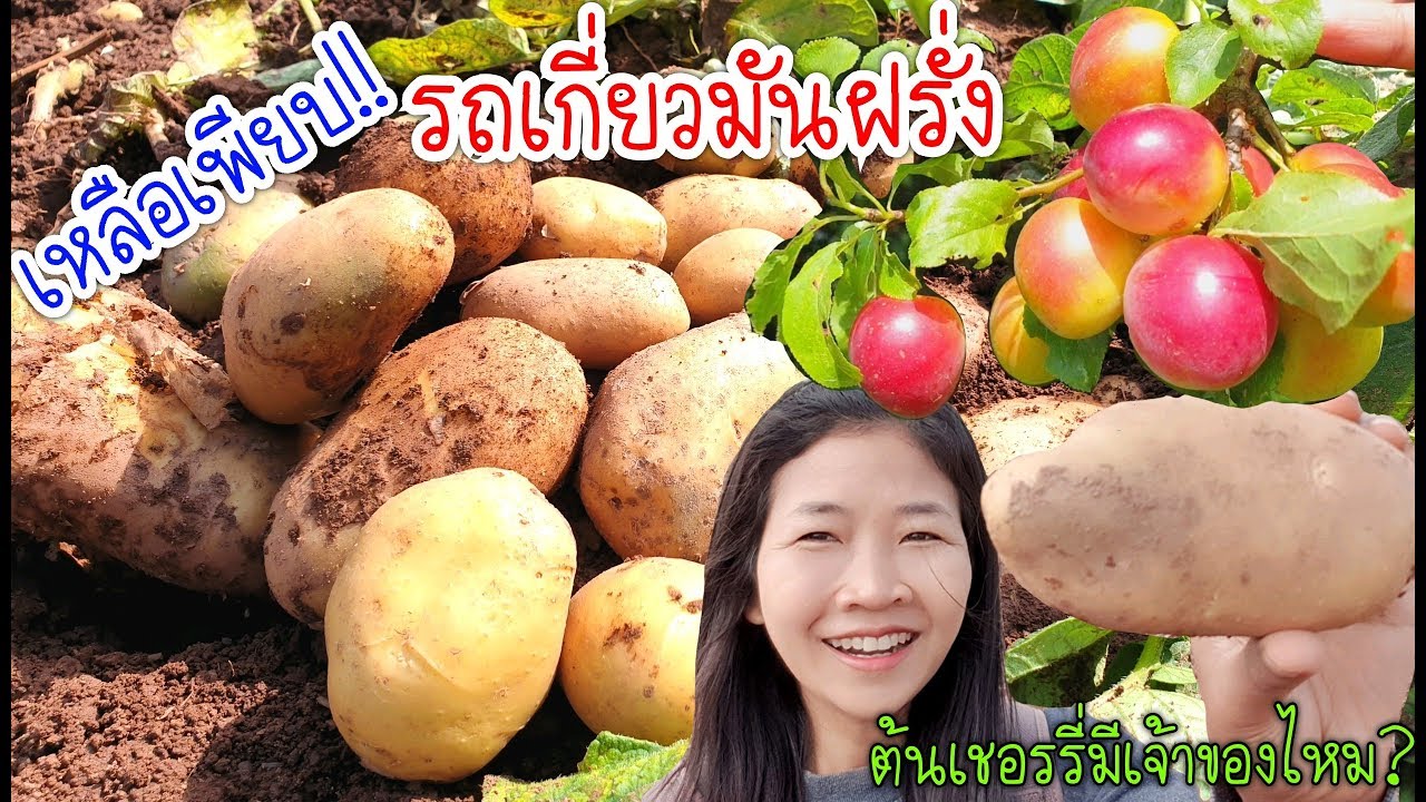 มันฝรั่งจากรถเกี่ยว เหลือเพียบ!!! เสียดายเลย EP.371/ต้นเชอรี่มีเจ้าของไหม? (ปี 2019)