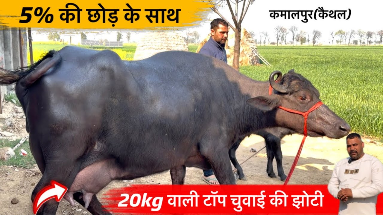 🔴5% की छोड़ के साथ-20kg वाली झोटी👉नीचे सूरज अलेवा का बच्चा-रेट बेचने वाला।MUNIM☎️9729712231