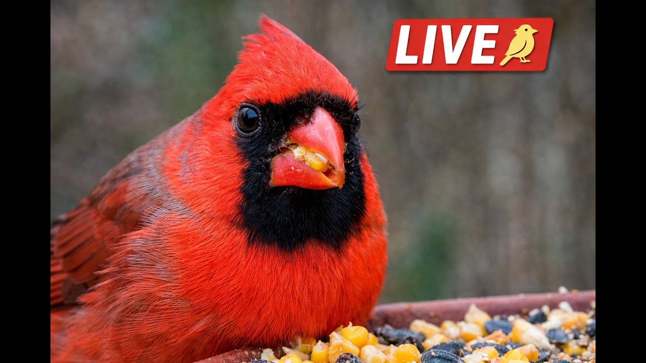 LIVE Bird Feeder Cam 🐦 | Wild Birds Up Close | Backwoods Birds 41