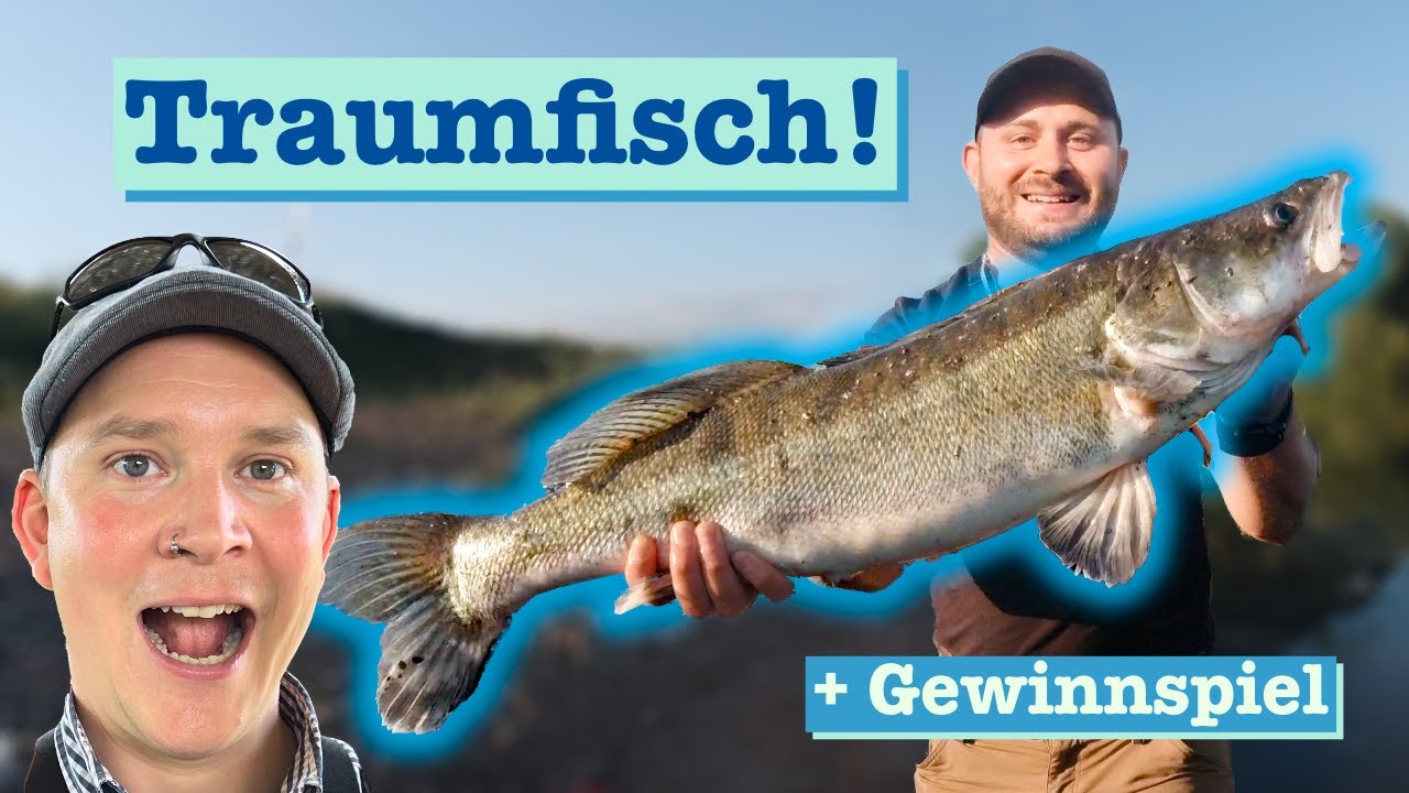 Unglaubliche Zander aus der Weser