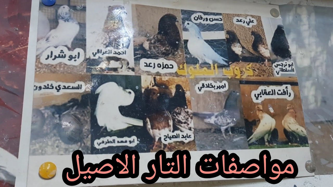 مواصفات التار الاصيل