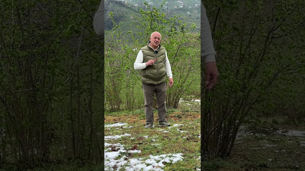 Tarım - 2025 Mahsulü Fındık Değerlendirilmesi