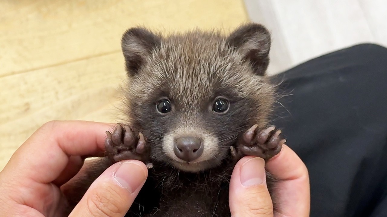 A Japanese Baby Tanuki Who Thinks She&rsquo;s a Cat
