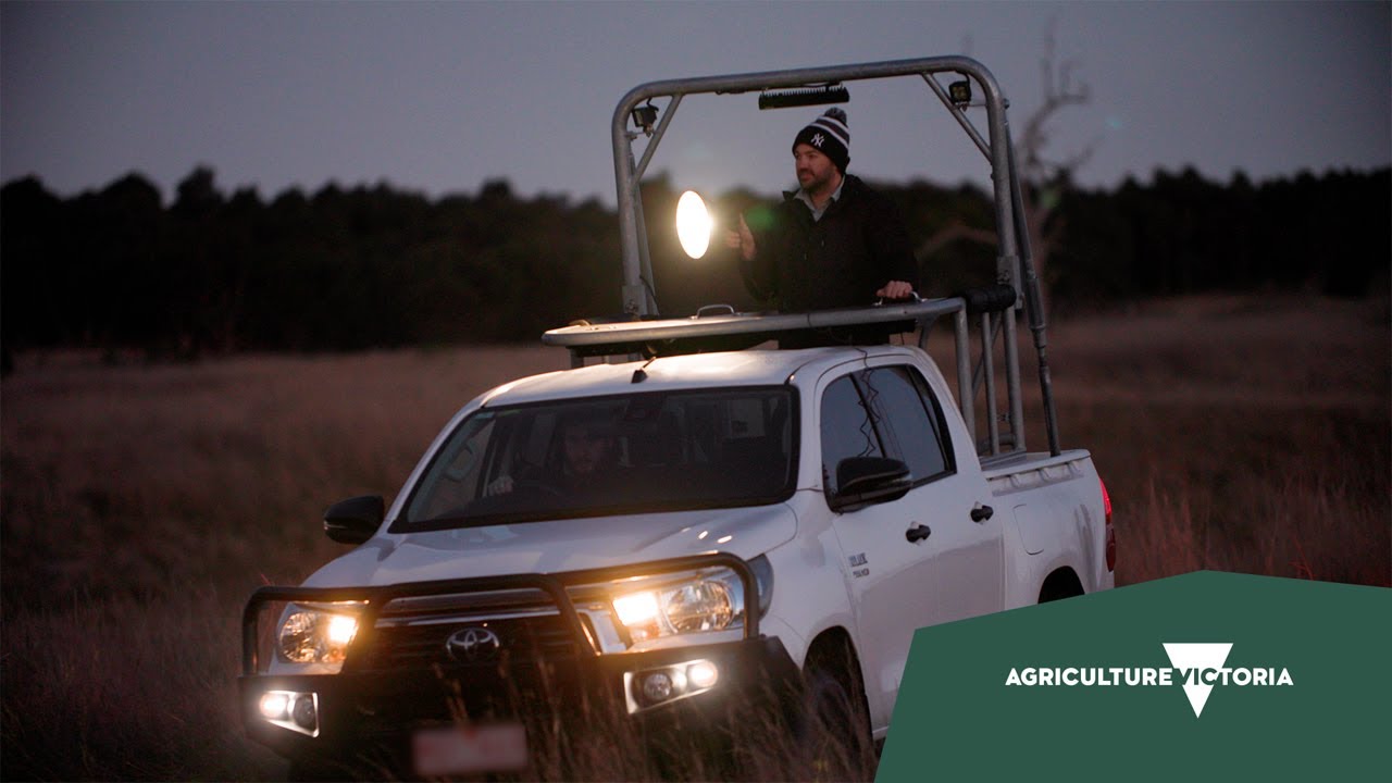 02. Monitoring pest animals in Victoria - make it part of your plan