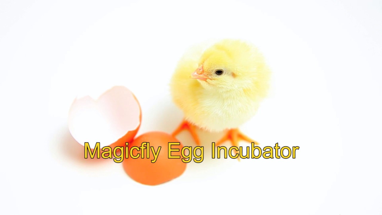 Installation Steps of Magicfly Digital Egg Incubator