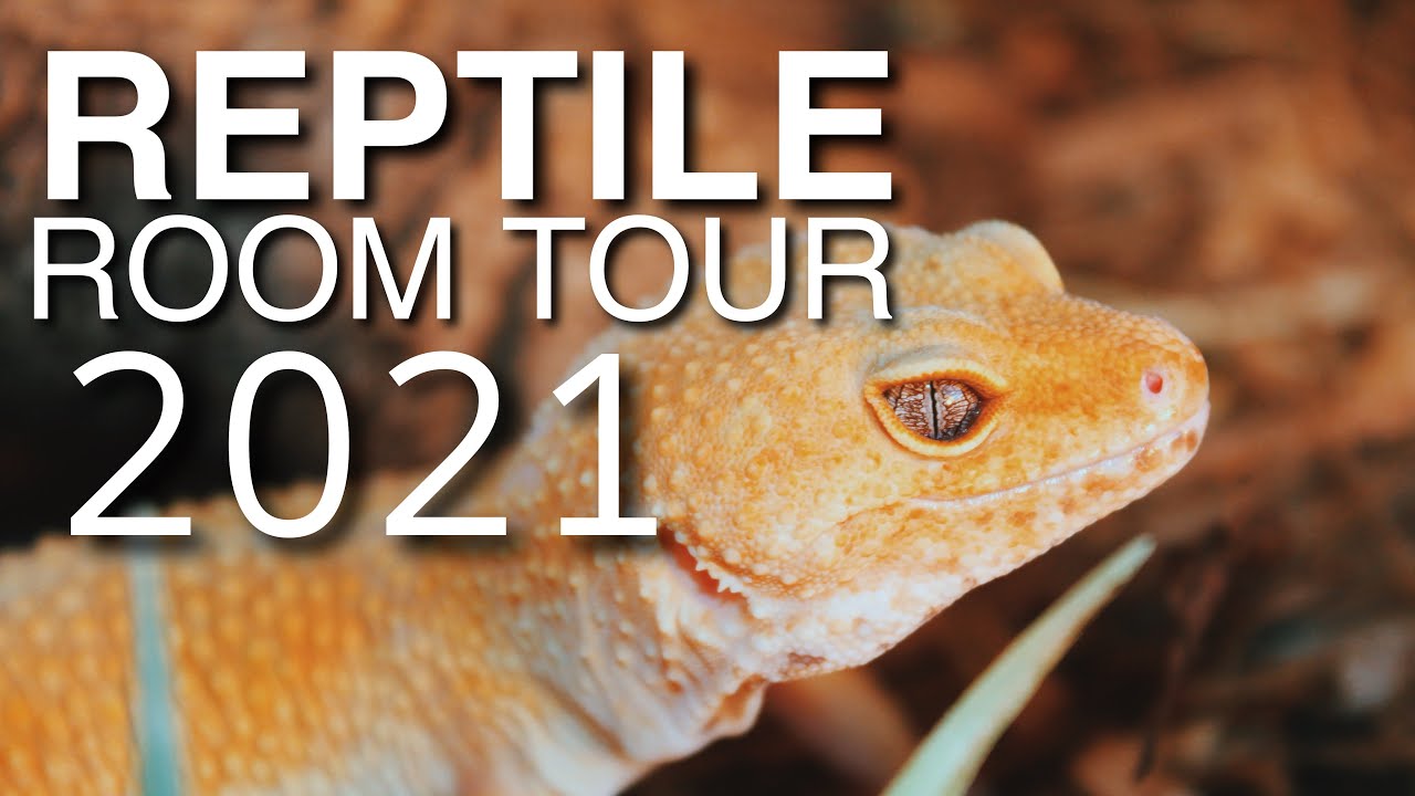 REPTILE ROOM TOUR DECEMBER 2021 (Christmas Edition)