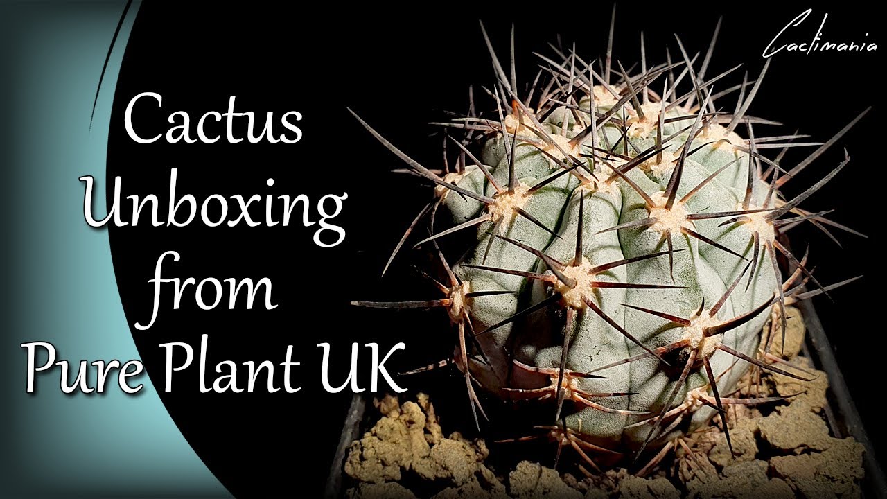 Cactus Unboxing from Pure Plant UK | Cacti & Succulent Collection