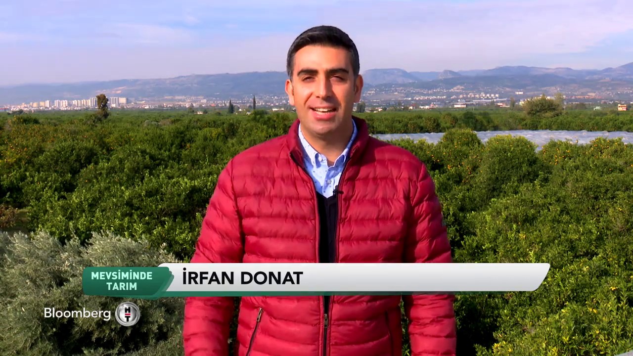 Narenciye hasadı - Mevsiminde Tarım - Adana ve Mersin - İrfan Donat