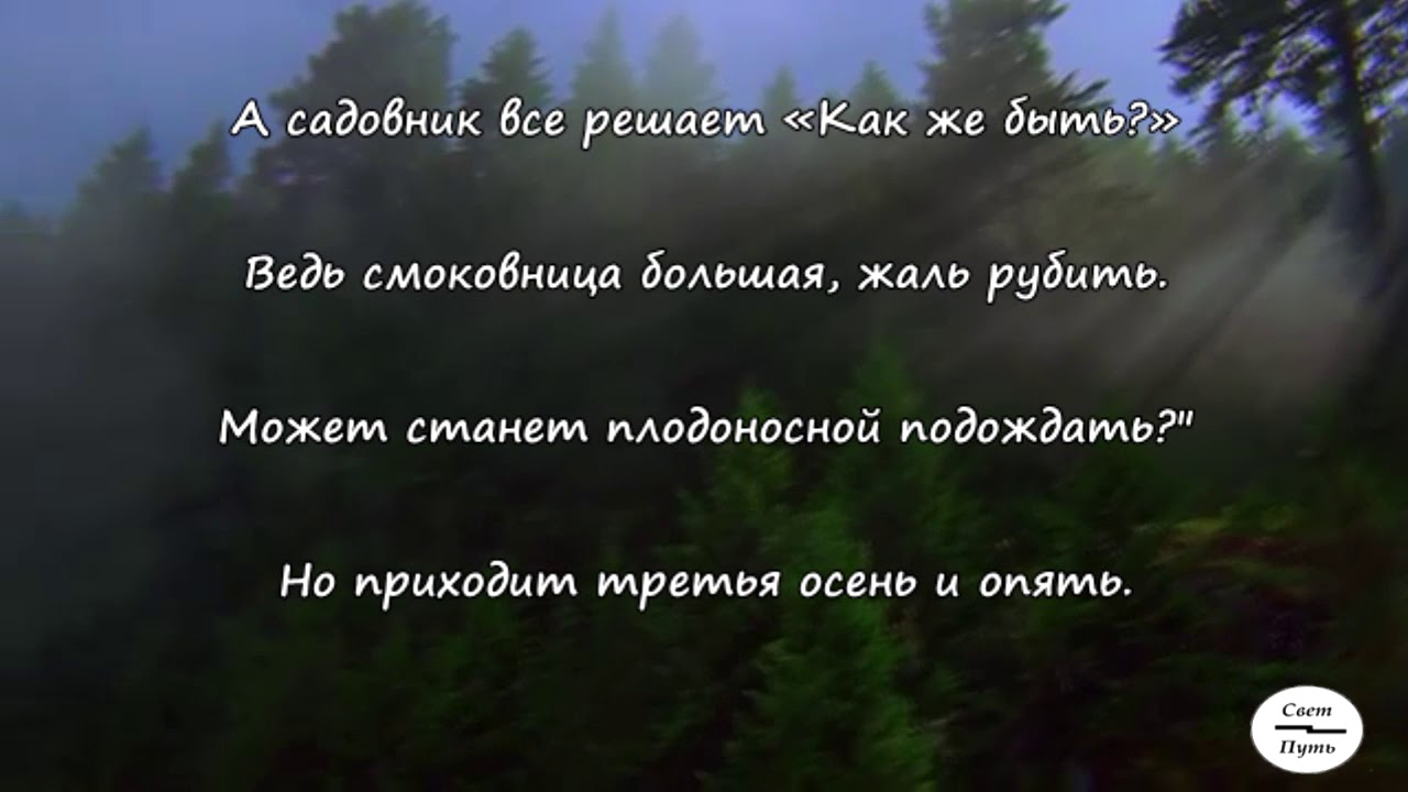 Как прикрыта пышной кроной пустота